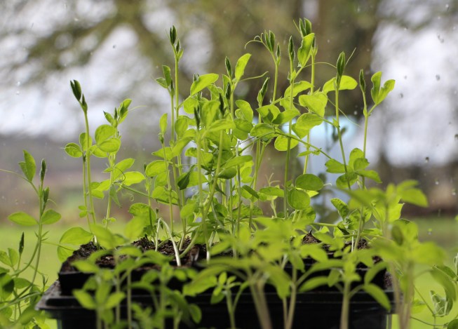 LTAJ-SemisDePoisDeSenteur