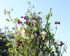 LTAJ-TipiDePoisDeSenteur