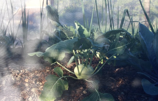 LTAJ-ChouRaveSousVoile