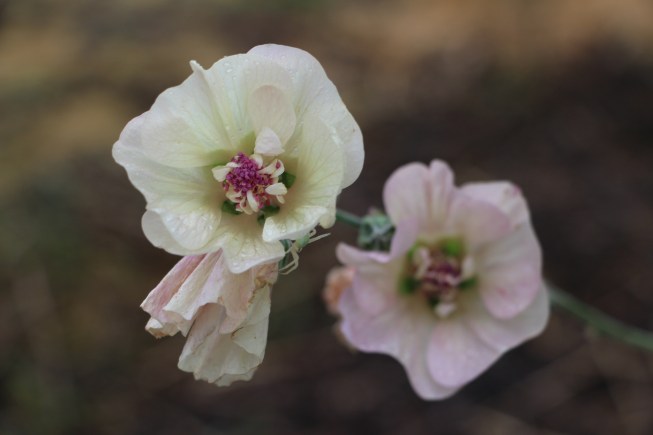 ltaj-alcalthaeaparkallee