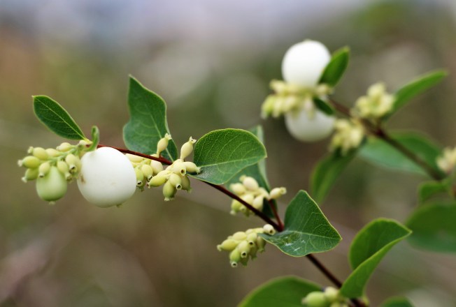 ltaj-symphoricarpusalbus