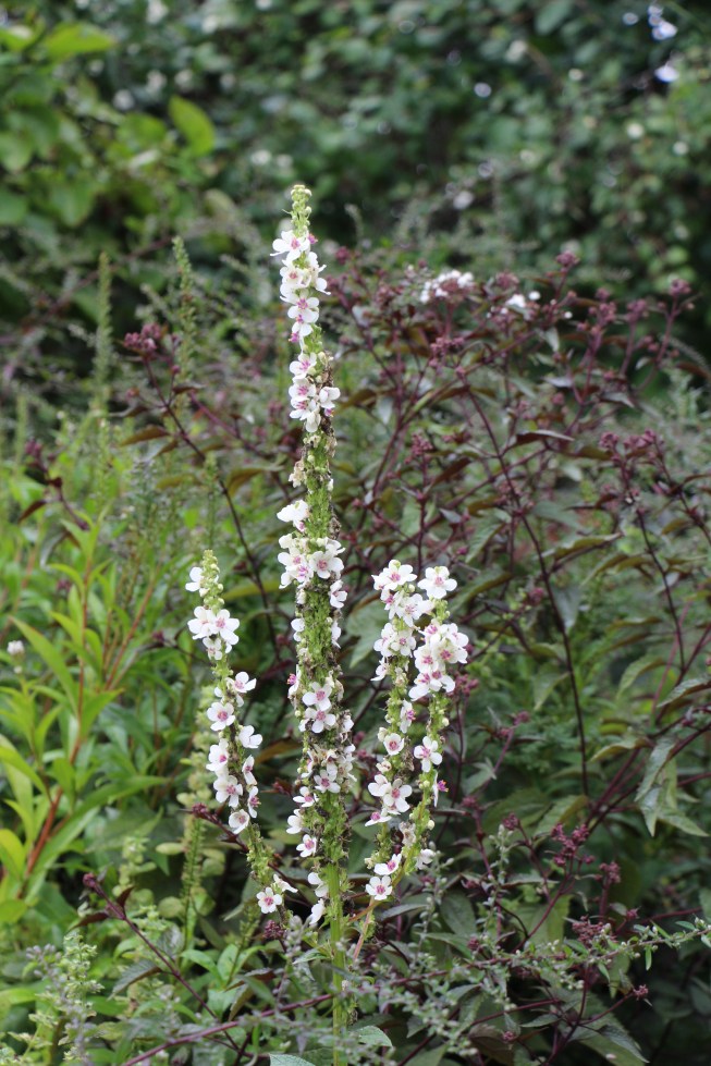 ltaj-verbascumchaixiialbum