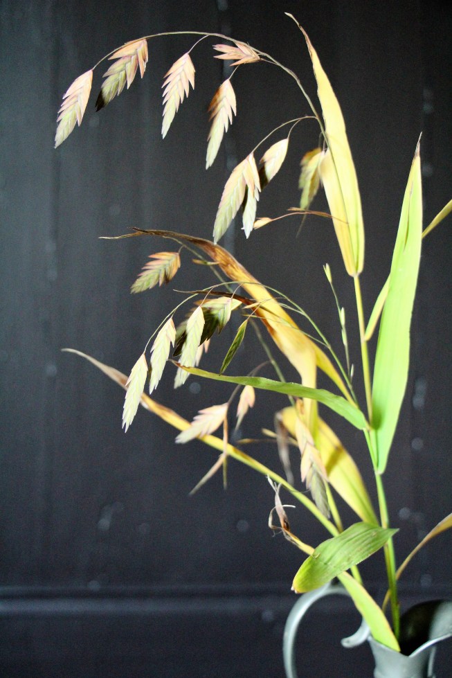 ltaj-chasmanthiumlatifolium