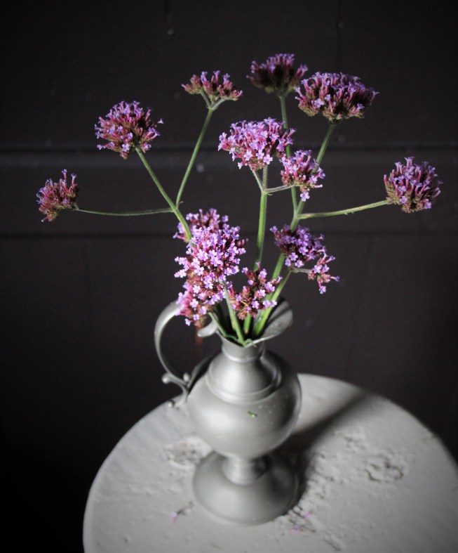 ltaj-verbenabonariensis